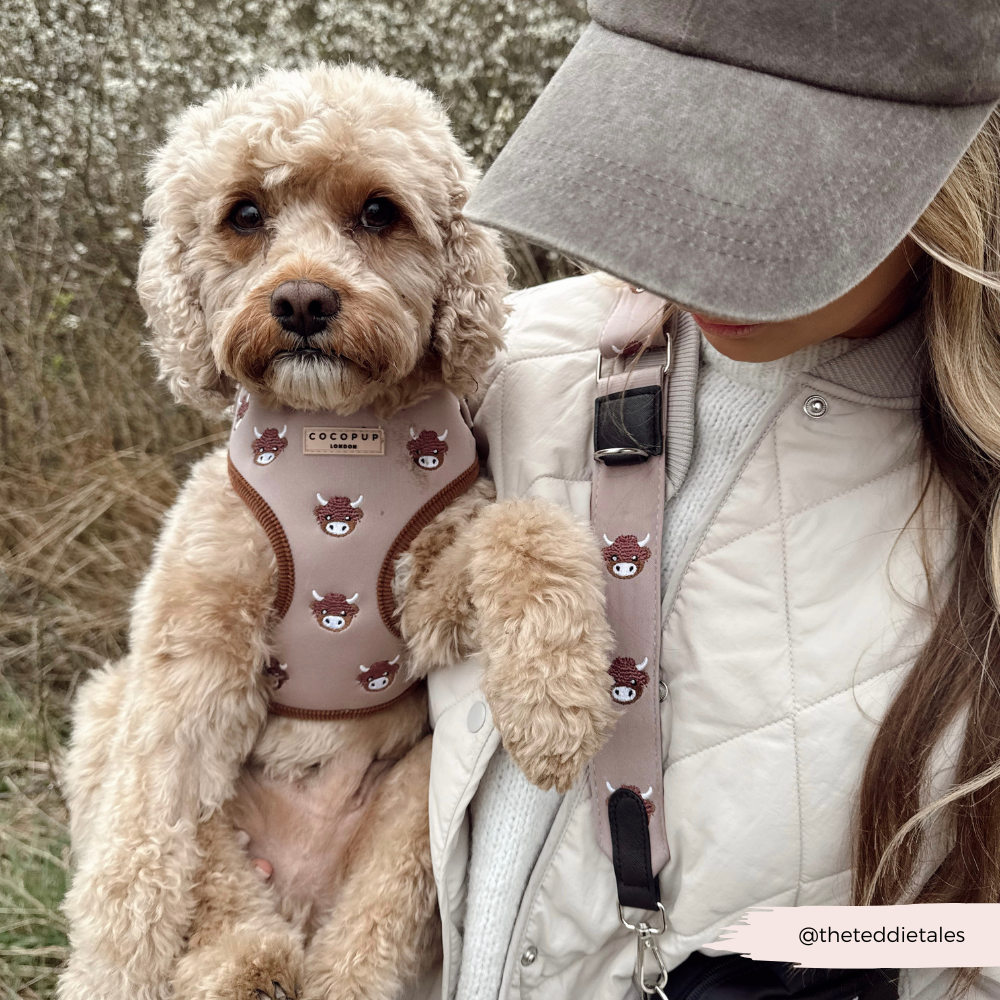 Harold the Highland Cow Adjustable Neck HARNESS: XXS