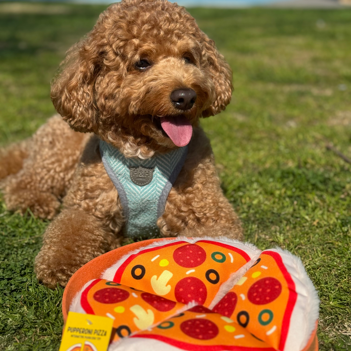 WufWuf Pupperroni Pizza & Mutt Beer Combo Pack, Interactive Plush Dog Toys