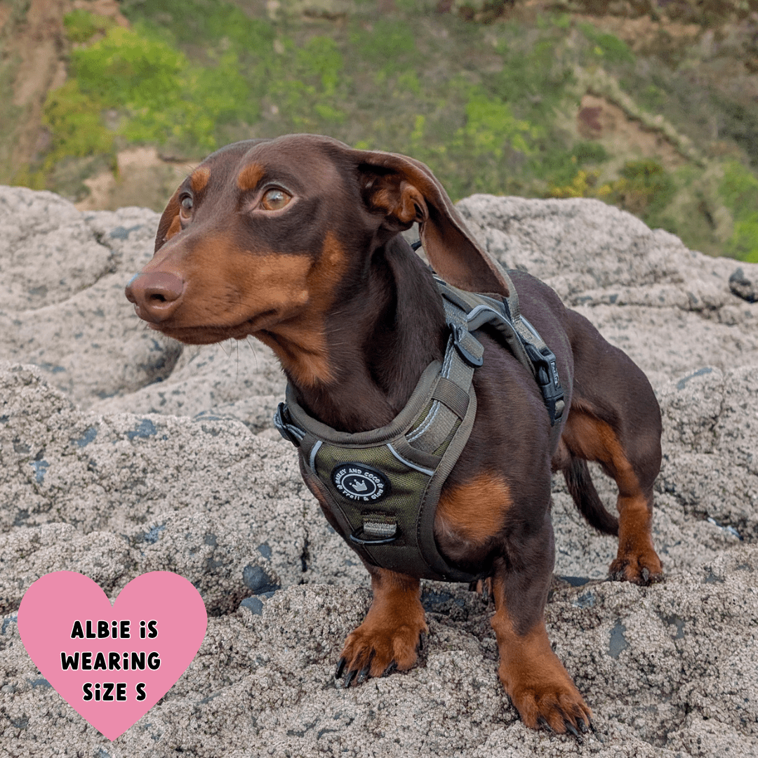 Trail & Glow® Dog Harness - The Khaki One: M
