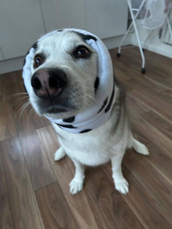 Cow print Hush Muff: Small