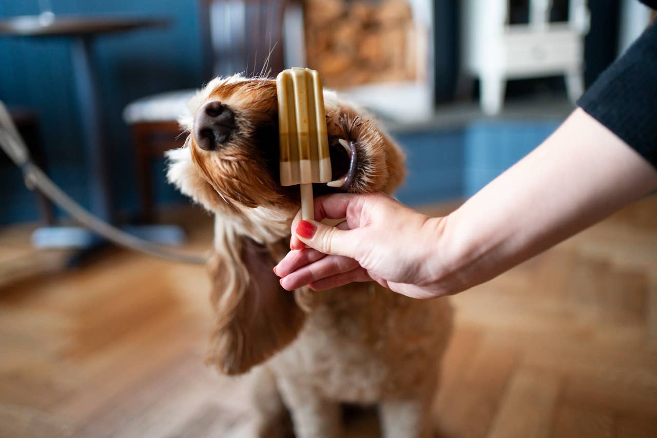 Pup Ice Lollies
