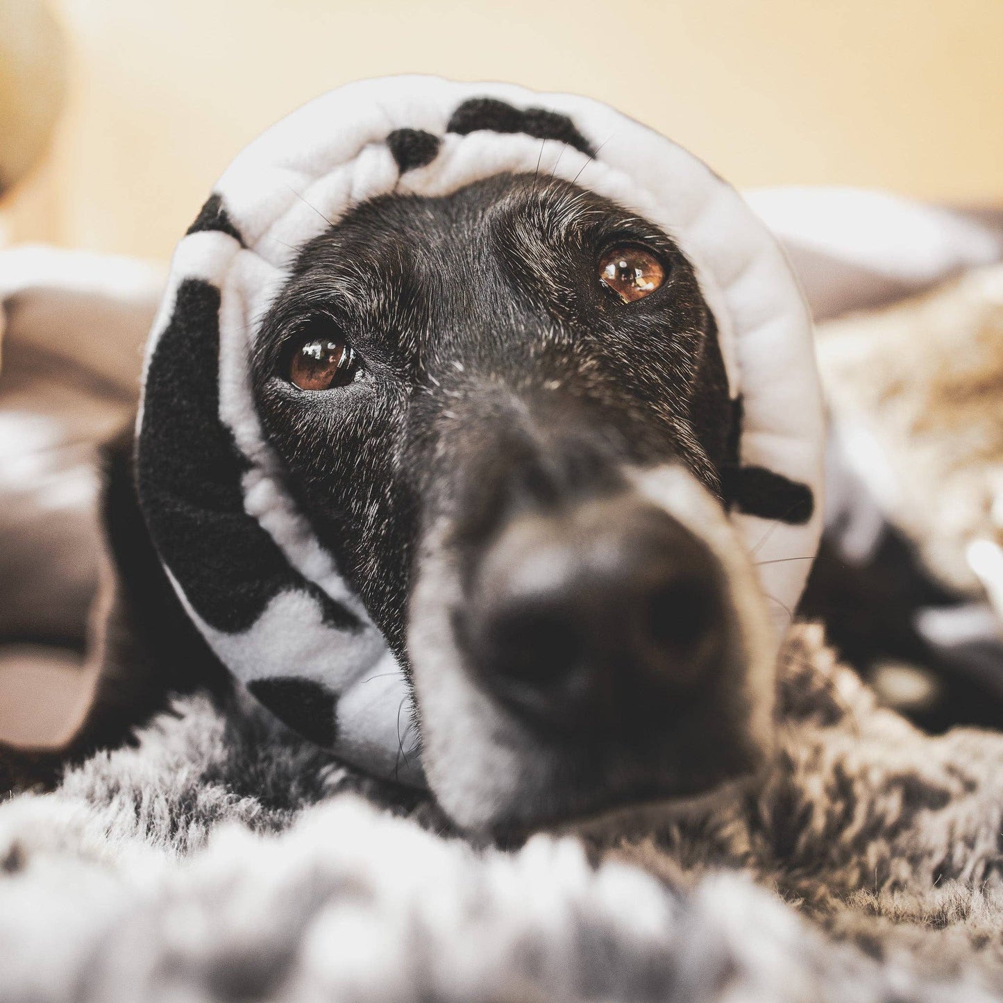 Cow print Hush Muff: Extra Large