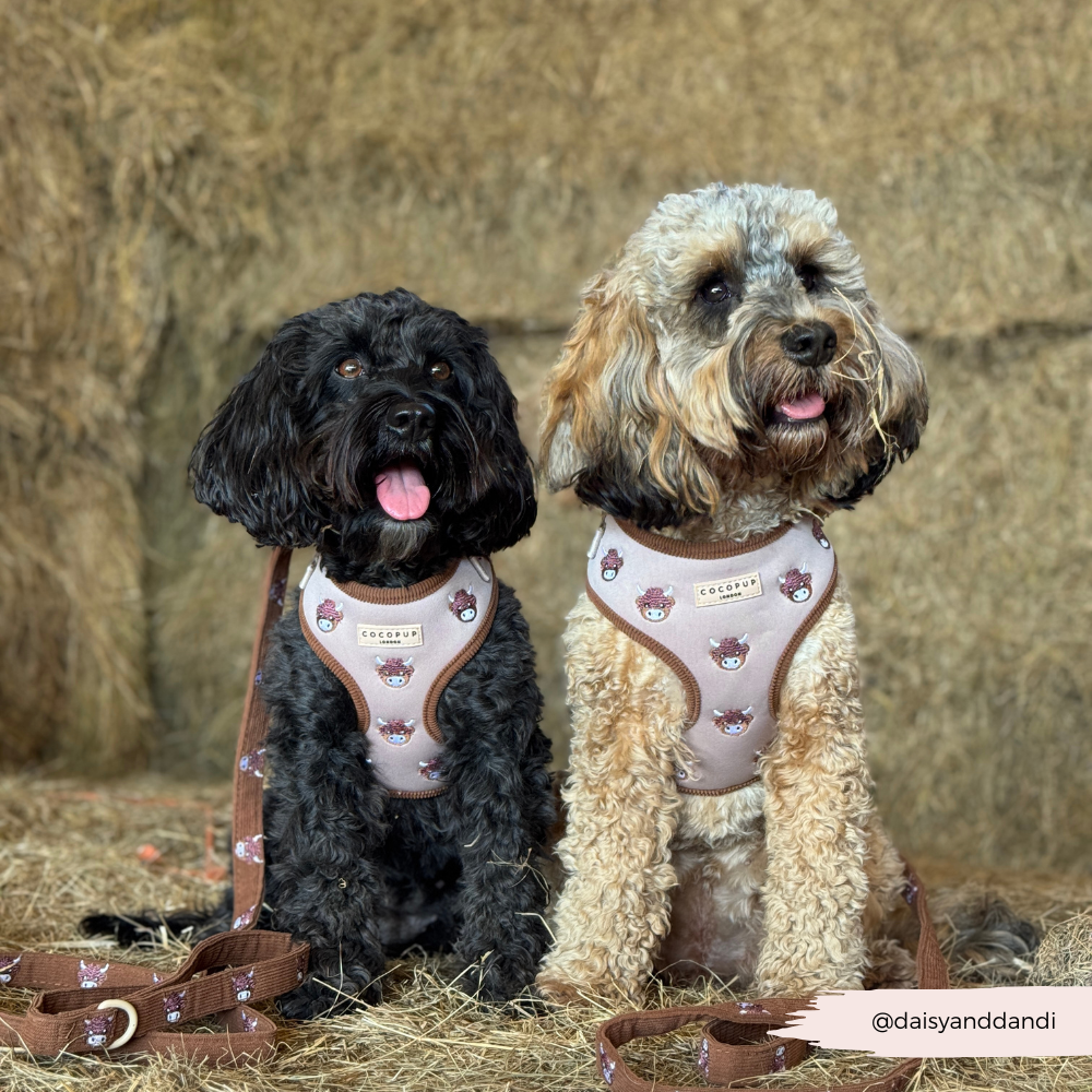 Harold the Highland Cow Adjustable Neck HARNESS: XXS