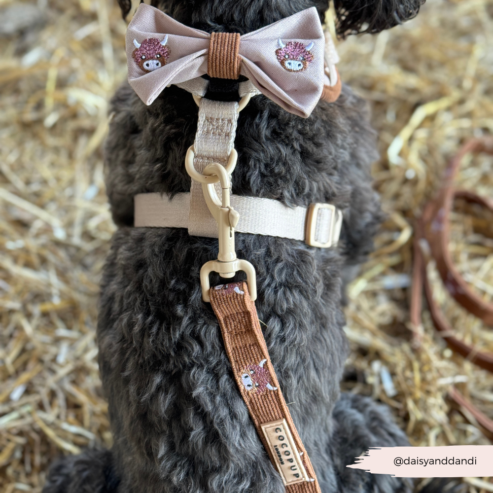 Harold the Highland Cow Lead.