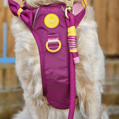 Rope Dog Lead COLOUR DROPS® - We're Jammin'