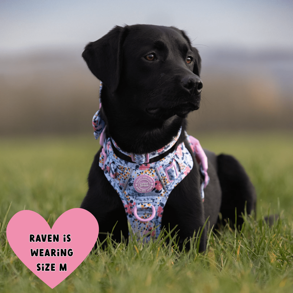 Floral Dog Harness - Colour Drops - Spring Dreams: XS