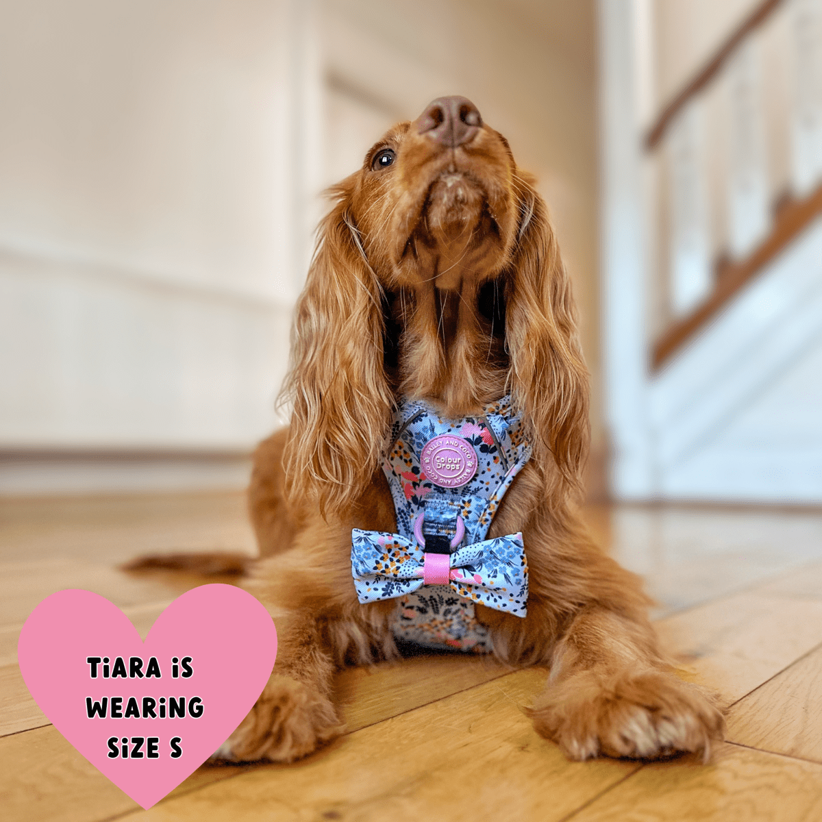 Floral Dog Harness - Colour Drops - Spring Dreams: XS