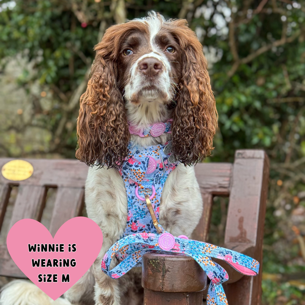 Floral Dog Harness - Colour Drops - Spring Dreams: XS
