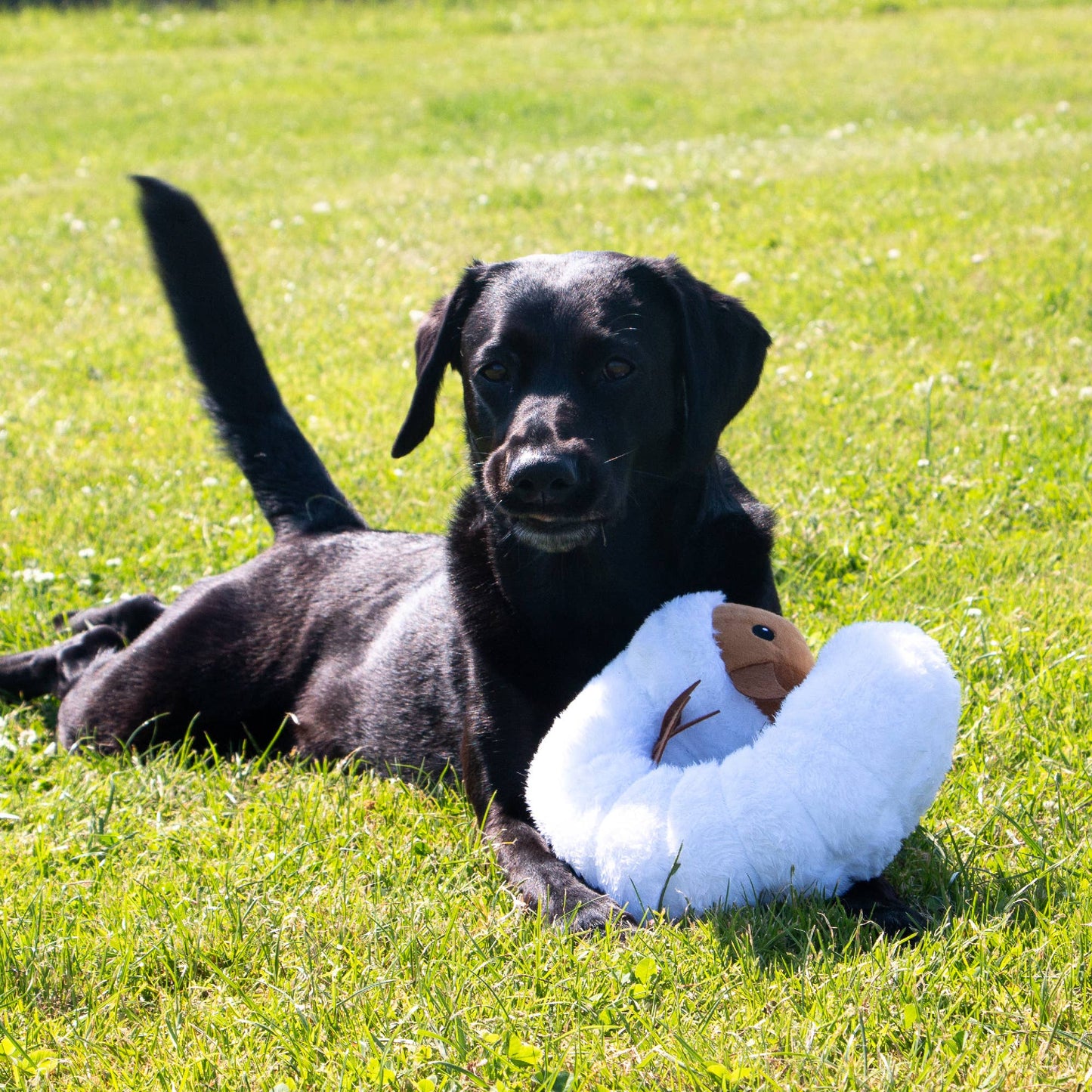 Ancol Play Time For Dogs - Cuddly Critters