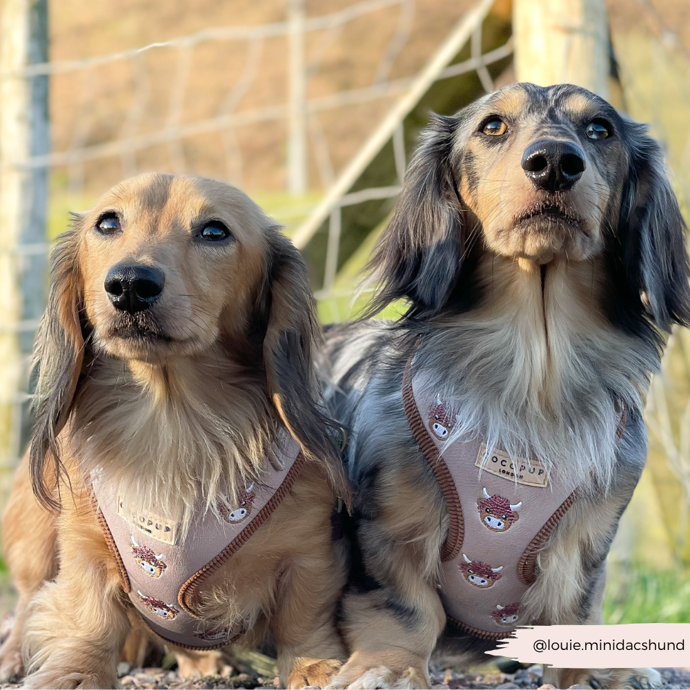 Harold the Highland Cow Adjustable Neck HARNESS: XXS