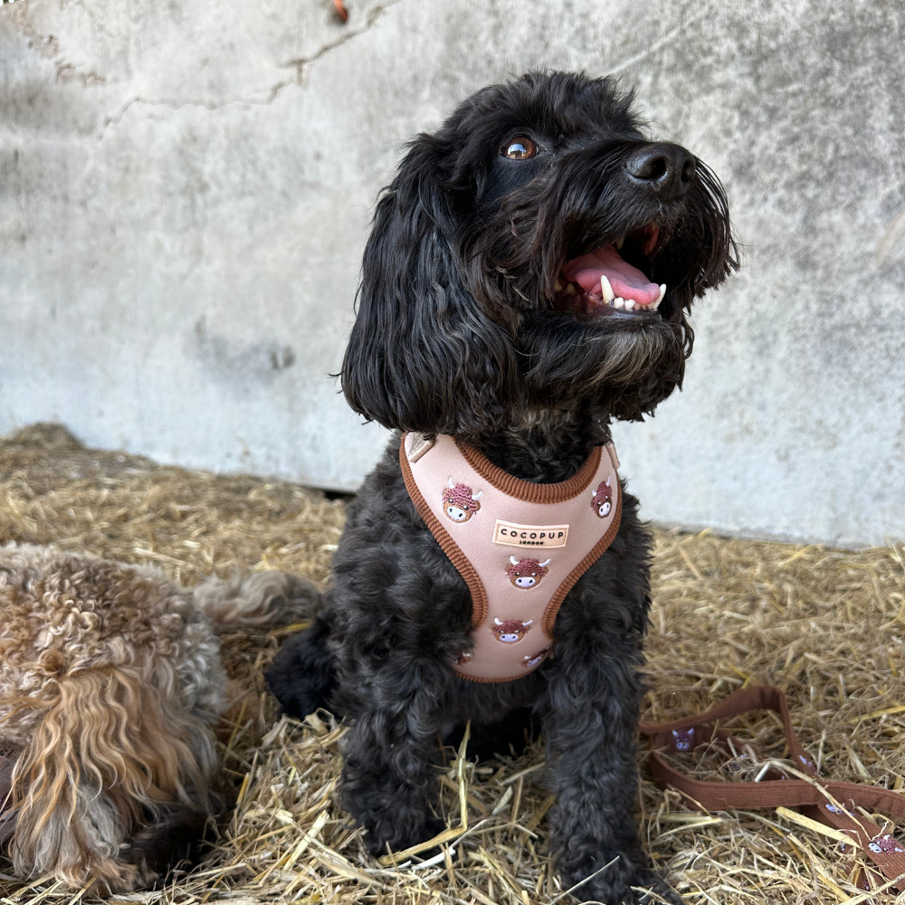 Harold the Highland Cow Adjustable Neck HARNESS: XXS