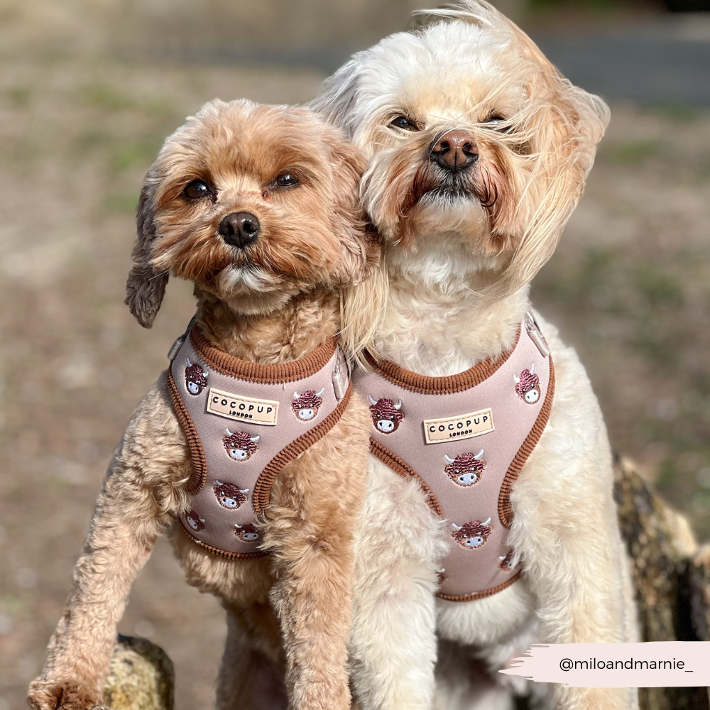 Harold the Highland Cow Adjustable Neck HARNESS: XXS