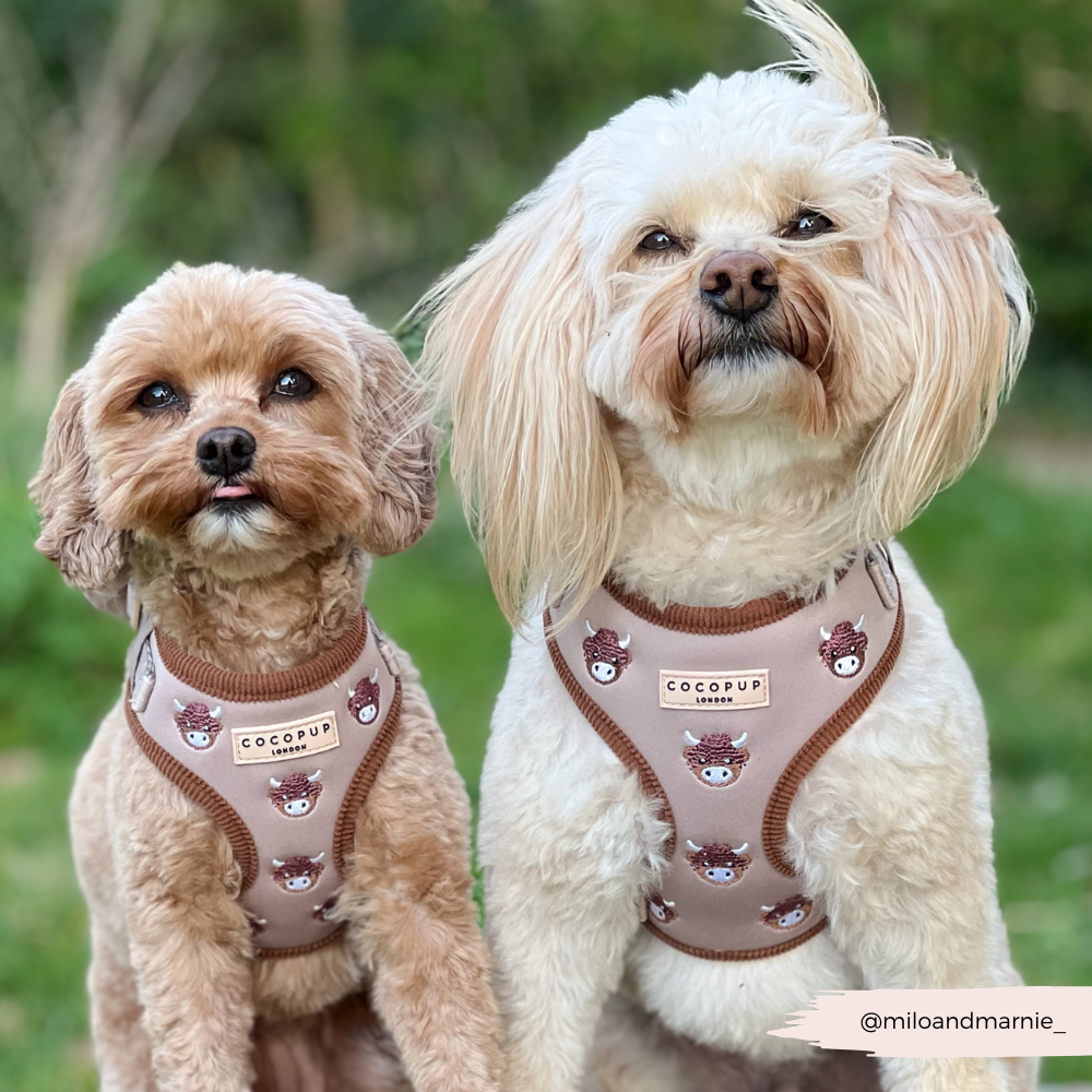 Harold the Highland Cow Adjustable Neck HARNESS: XXS