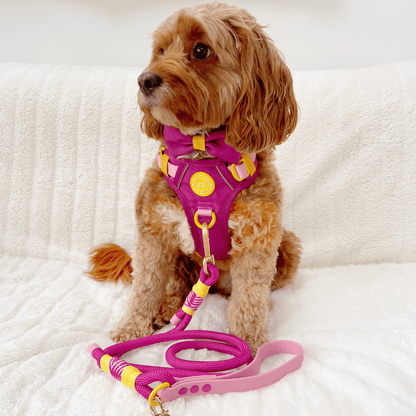 Rope Dog Lead COLOUR DROPS® - We're Jammin'