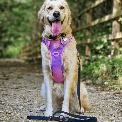 Waterproof Dog Lead - Colour Drops - Jet Black