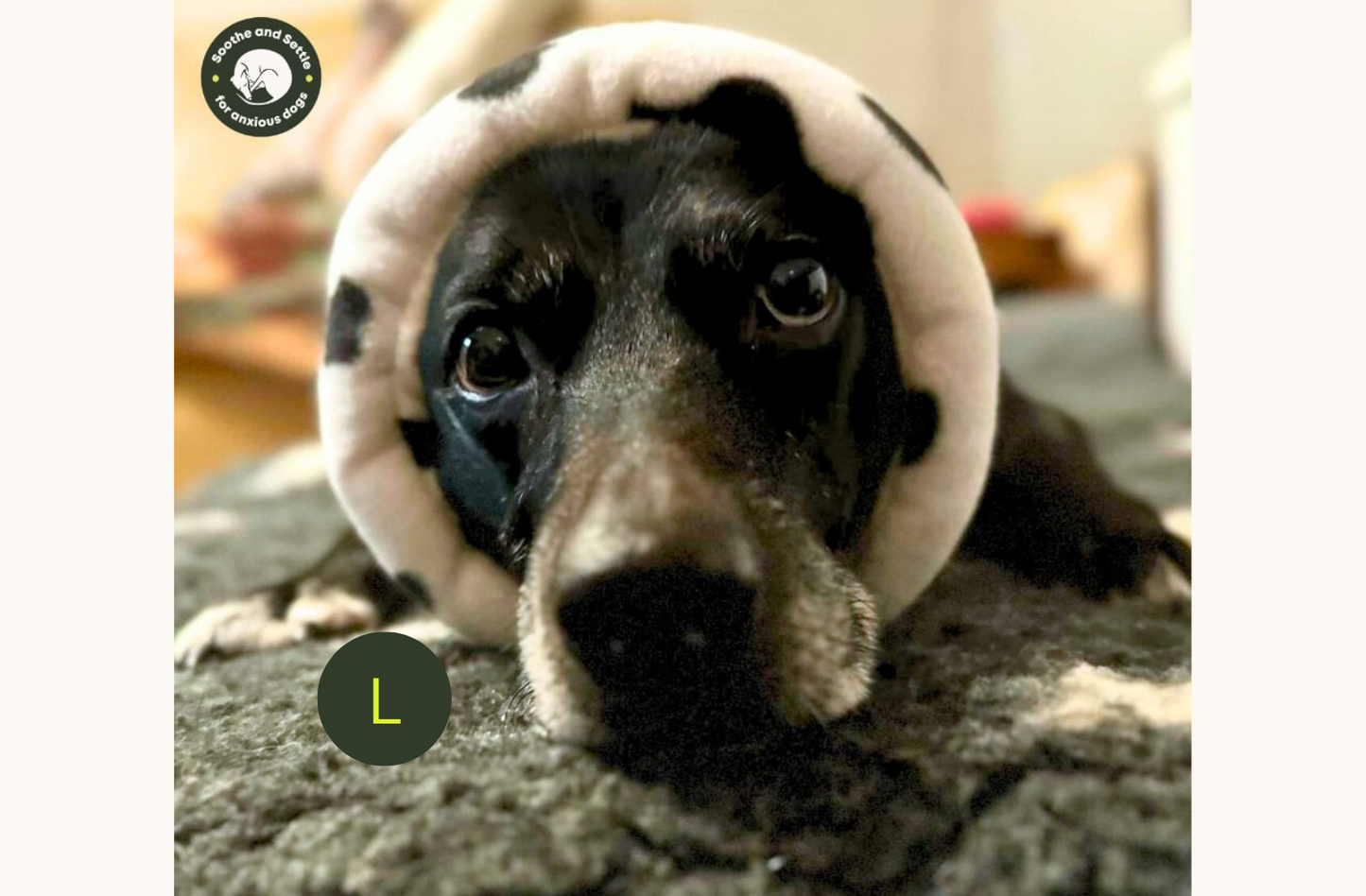 Cow print Hush Muff: Small