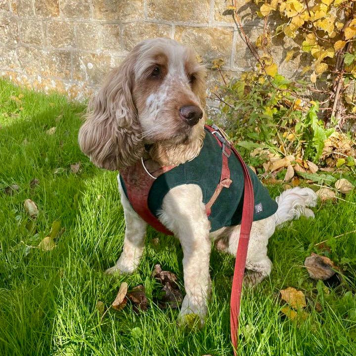 Spaniel Dog Fleece Jumper: Ruby Red / Medium