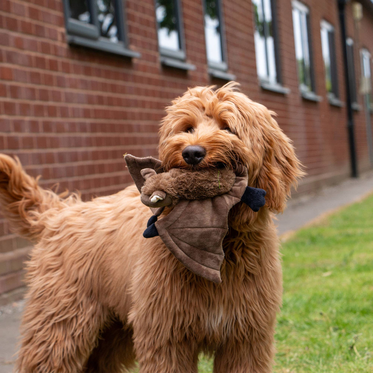 Heritage Dog Toy Barnaby Bat Midi