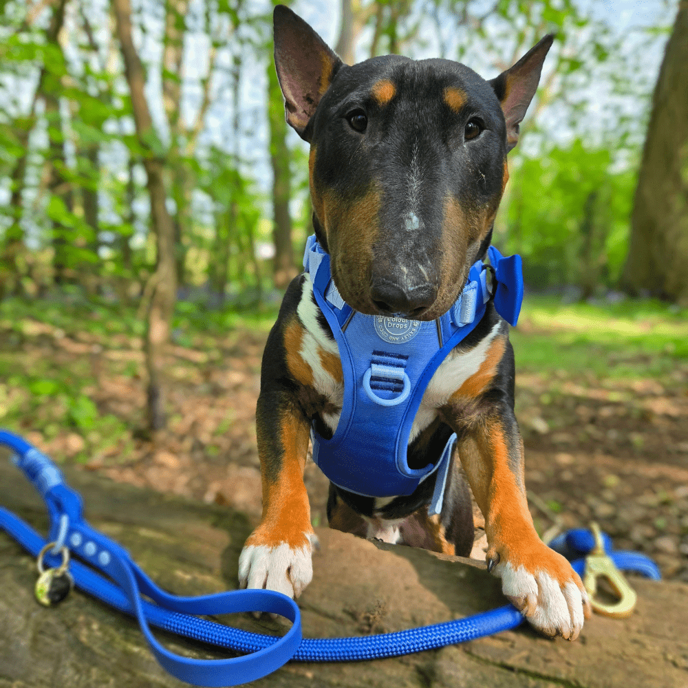 Rope Dog Lead COLOUR DROPS® - Head in the Clouds