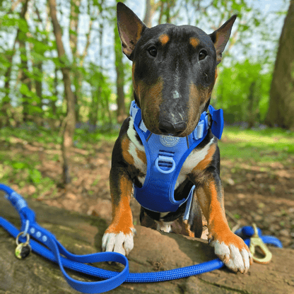 Rope Dog Lead COLOUR DROPS® - Head in the Clouds