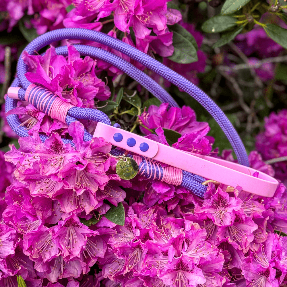 Rope Dog Lead COLOUR DROPS® - Love that for you