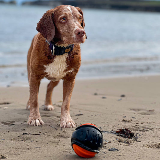 Ancol Extreme  Tough Ball Dog Toy: Tough Ball