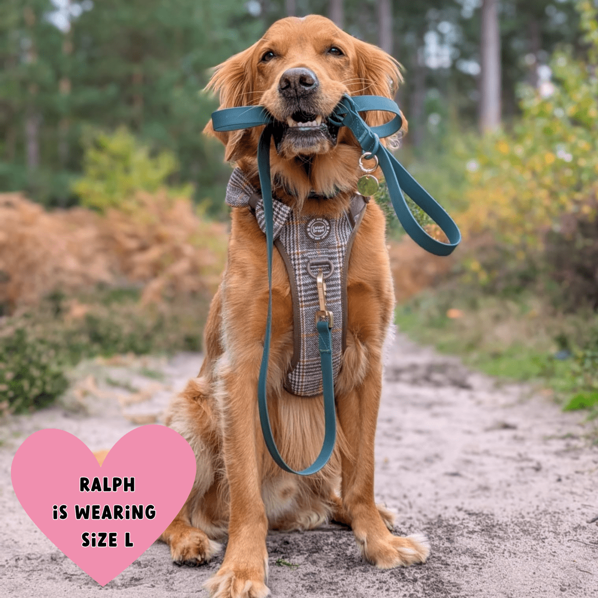 Waterproof Dog Lead - Colour Drops - Forest Green