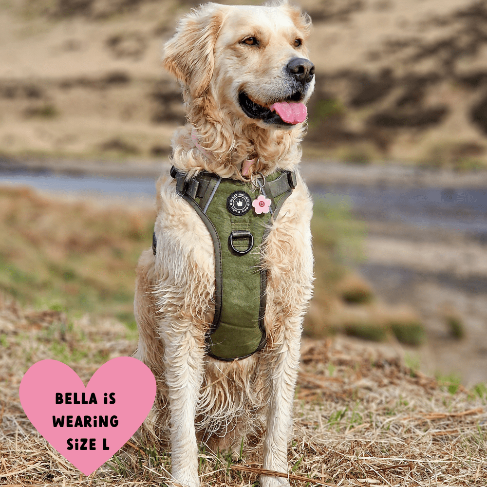 Trail & Glow® Dog Harness - The Khaki One: M