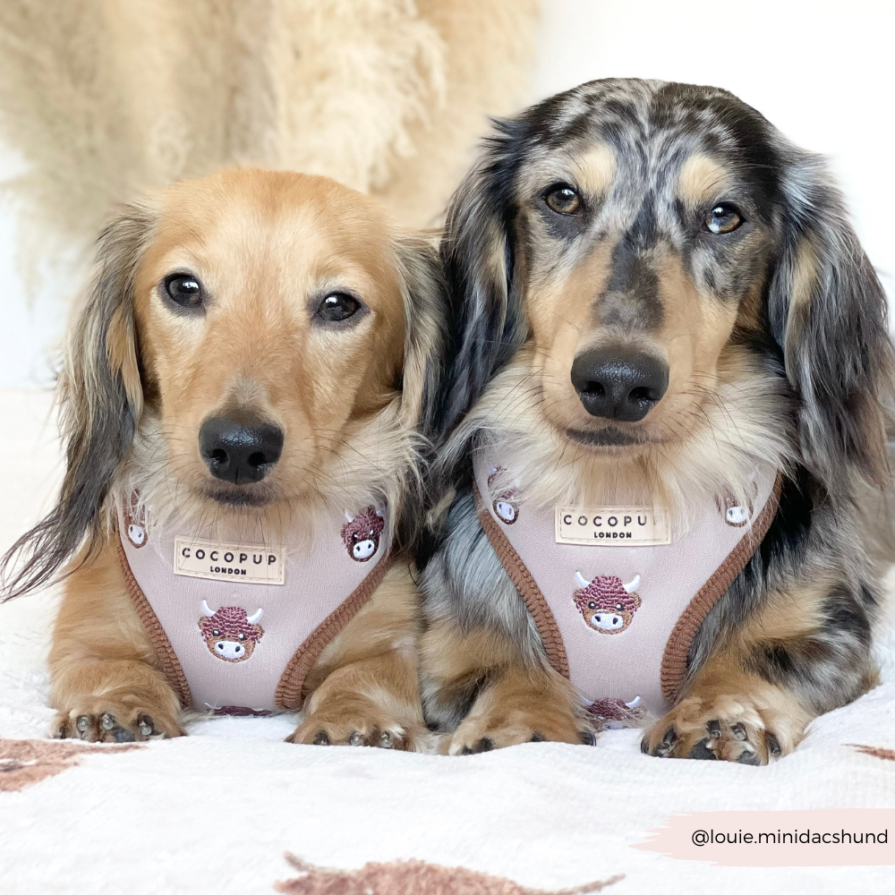 Harold the Highland Cow Adjustable Neck HARNESS: XXS