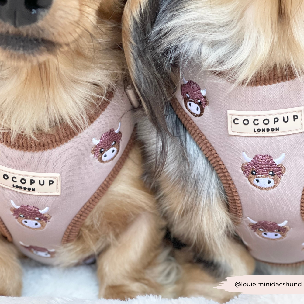Harold the Highland Cow Adjustable Neck HARNESS: XXS