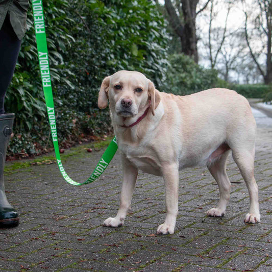 Awareness Training & Safety Dog lead 1.5m  'FRIENDLY'