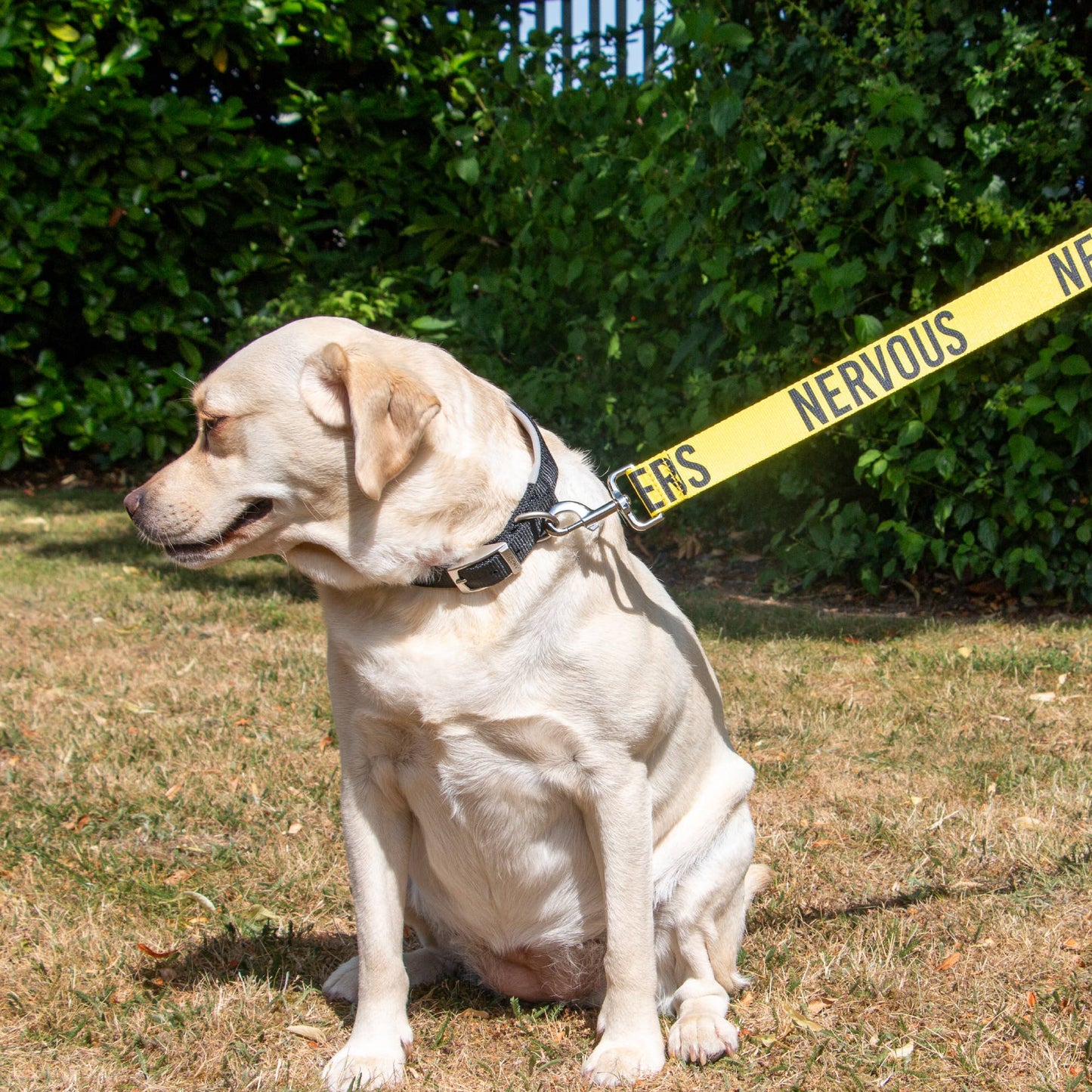 Awareness Training & Safety Dog lead 1.5m  'Hi-Vis NERVOUS': Red Caution