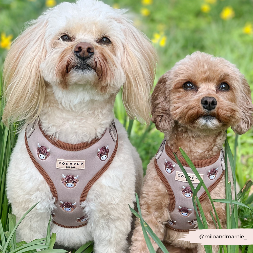 Harold the Highland Cow Adjustable Neck HARNESS: XXS