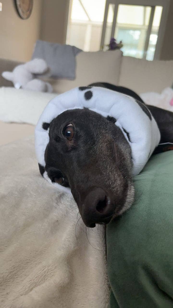 Cow print Hush Muff: Large