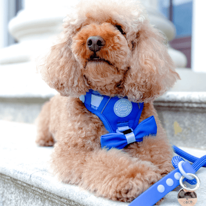 Rope Dog Lead COLOUR DROPS® - Head in the Clouds