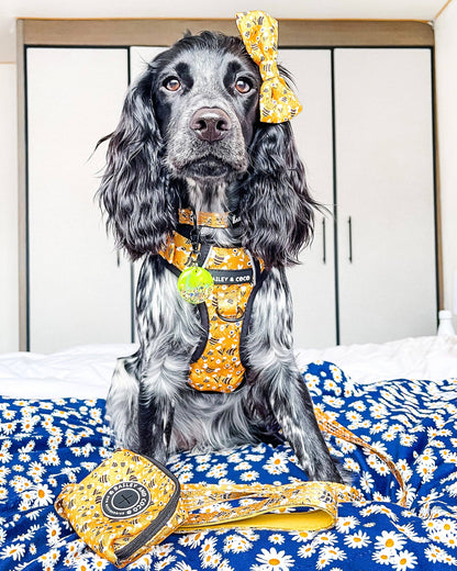 Trail & Glow® Dog Harness - Wanna-Bee: XS