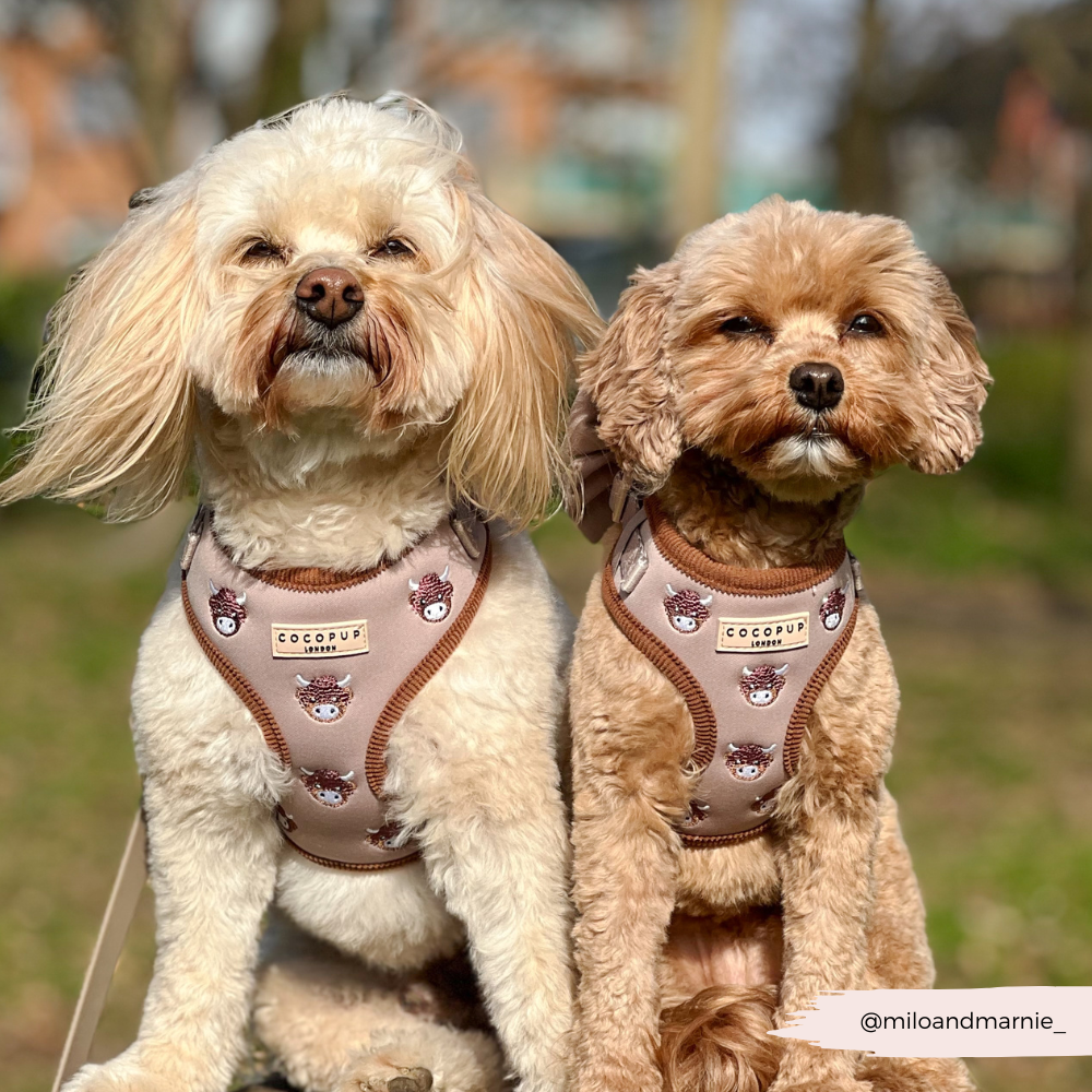 Harold the Highland Cow Adjustable Neck HARNESS: XXS