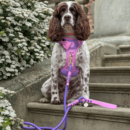 Rope Dog Lead COLOUR DROPS® - Love that for you