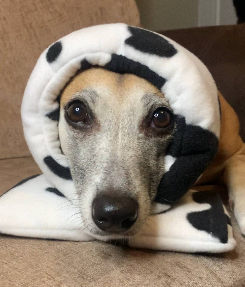 Cow print Hush Muff: Extra Large