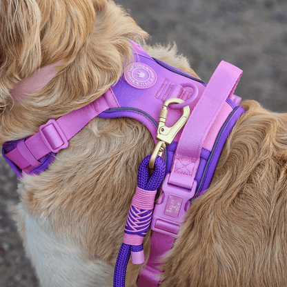 Rope Dog Lead COLOUR DROPS® - Love that for you