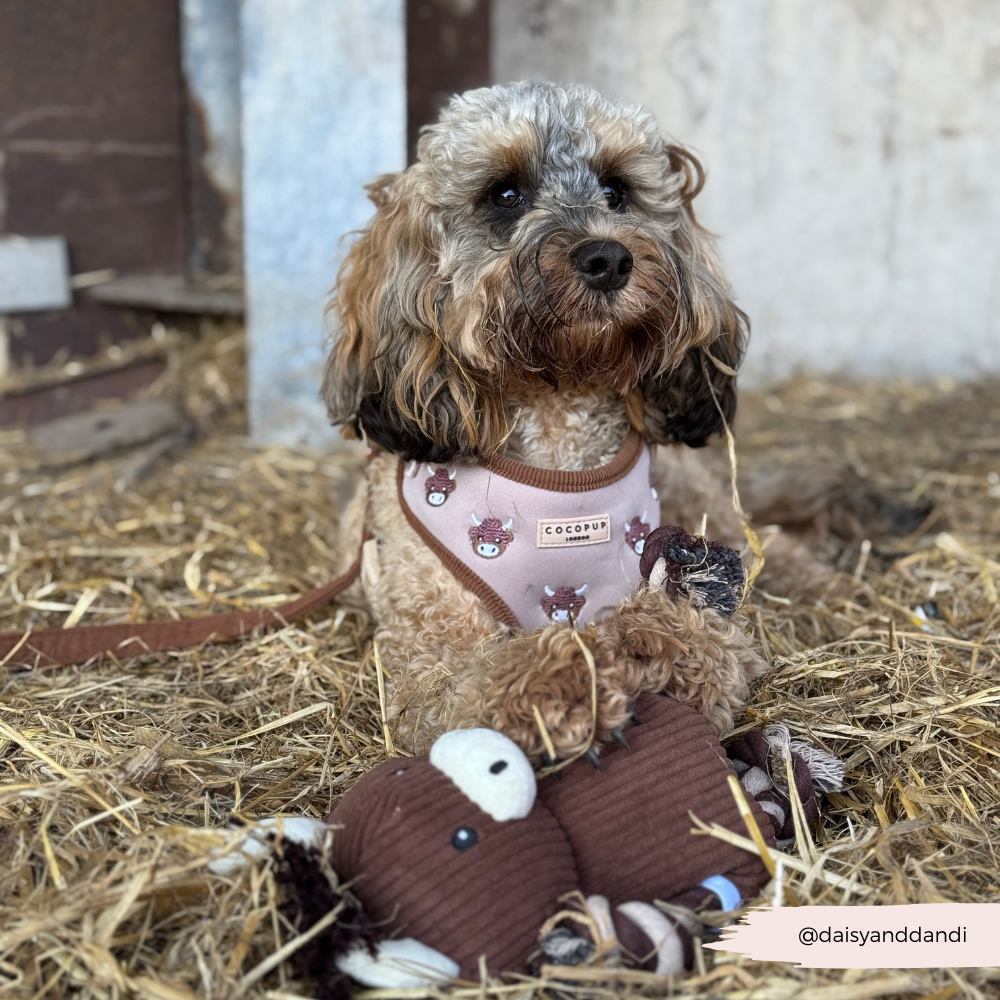 Harold the Highland Cow Adjustable Neck HARNESS: XXS