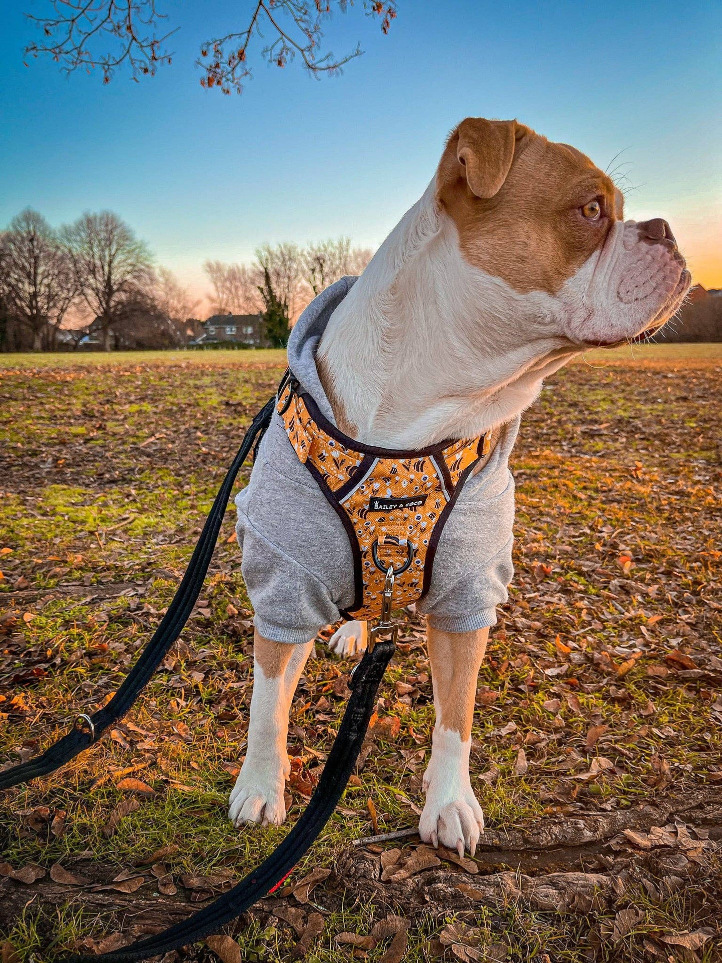 Trail & Glow® Dog Harness - Wanna-Bee: XS