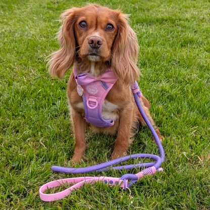 Rope Dog Lead COLOUR DROPS® - Love that for you
