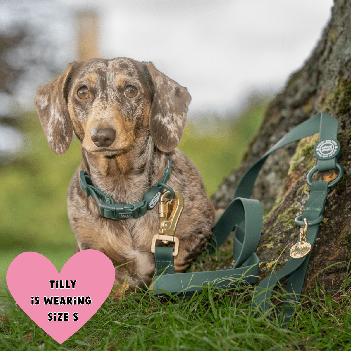 Waterproof Dog Lead - Colour Drops - Forest Green