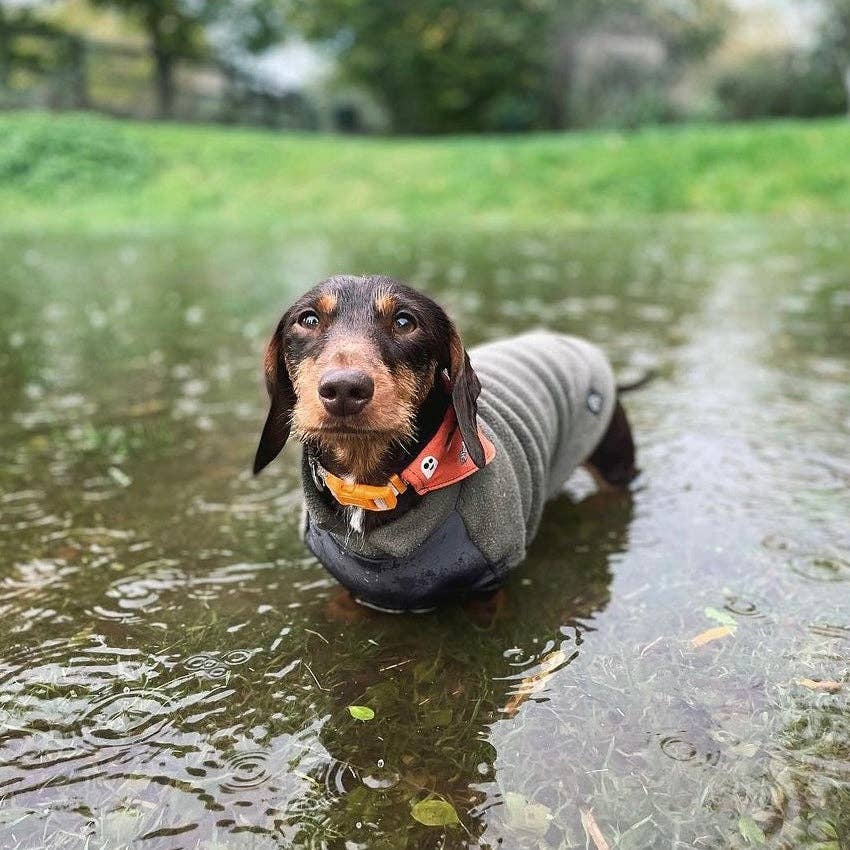 Dachshund Fleece Jumper with Waterproof Belly Panel: Sunshine / Large