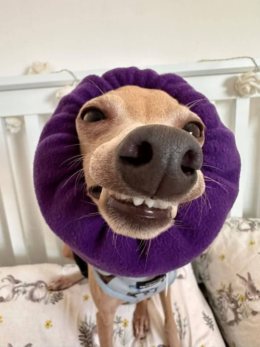 Plum Purple Hush Muff: Extra Large