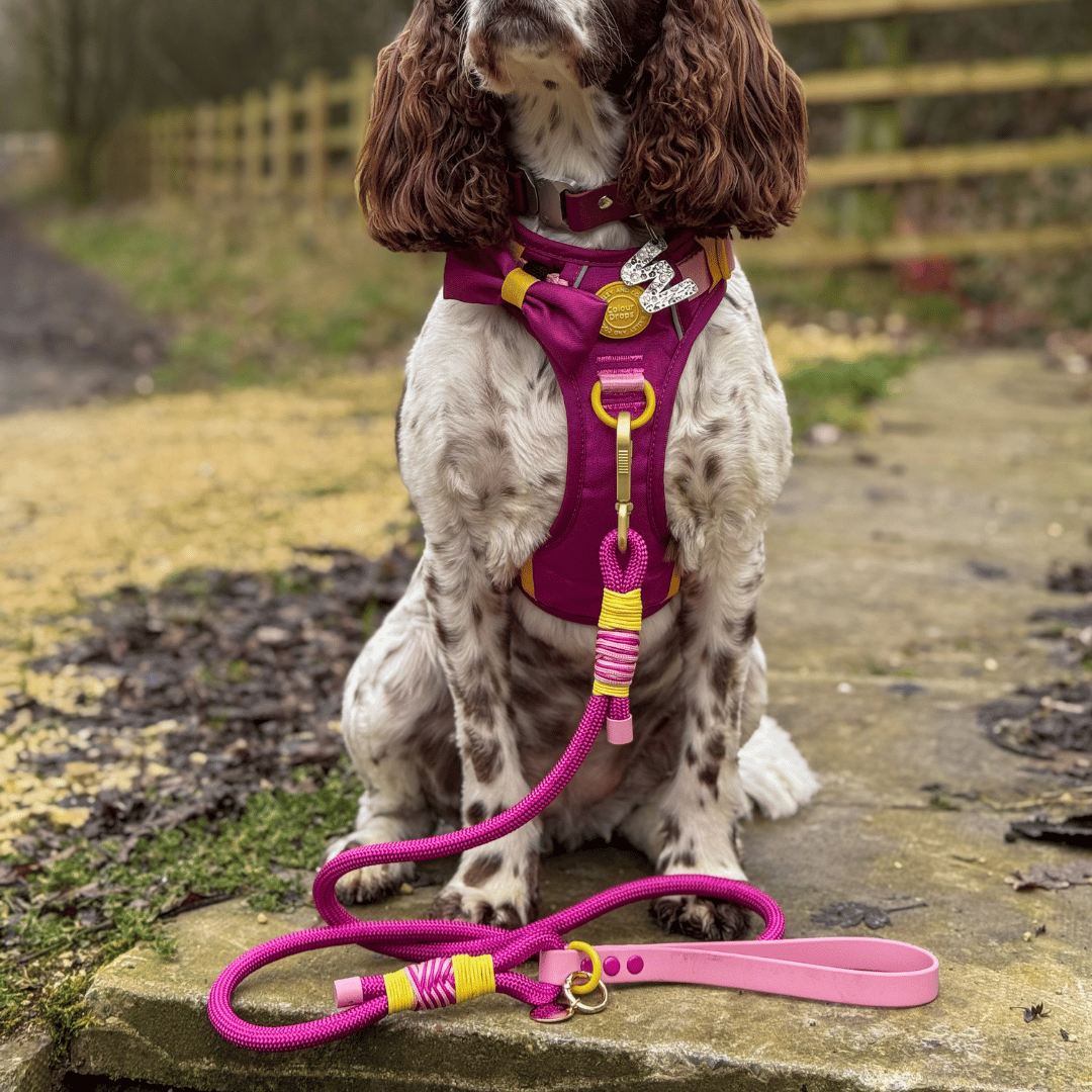 Rope Dog Lead COLOUR DROPS® - We're Jammin'