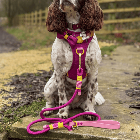 Rope Dog Lead COLOUR DROPS® - We're Jammin'