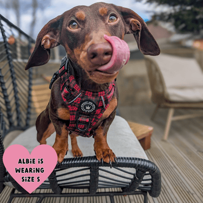 Trail & Glow® Dog Harness - The Red Tartan One: L