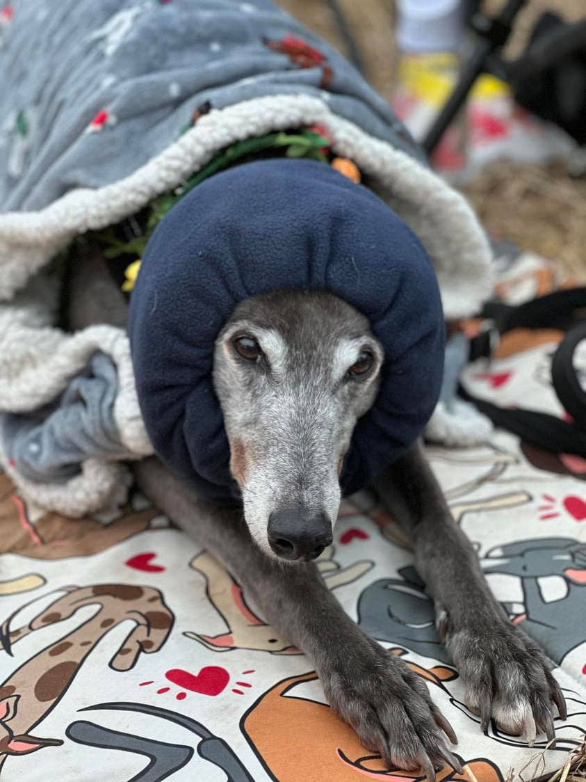 Navy blue Hush Muff: Large